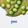 Picture of Gerber Stage 2 Baby Food Peas, Baby Peas Puree Tub, No Added Salt, No Artificial Colors or Flavors, Baby Puree, Baby Food Vegetables, 16-Pack